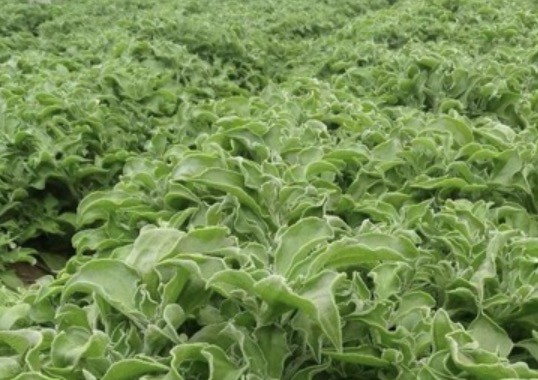 三農(nóng)科普｜特色蔬菜知一二 冰菜為自己代“鹽”（三）
