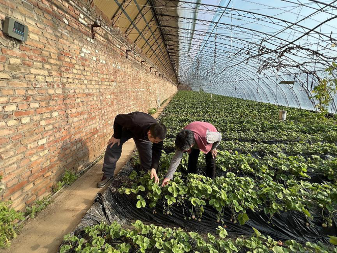 三農(nóng)科普｜科學安全用藥 保障農(nóng)業(yè)生產(chǎn)