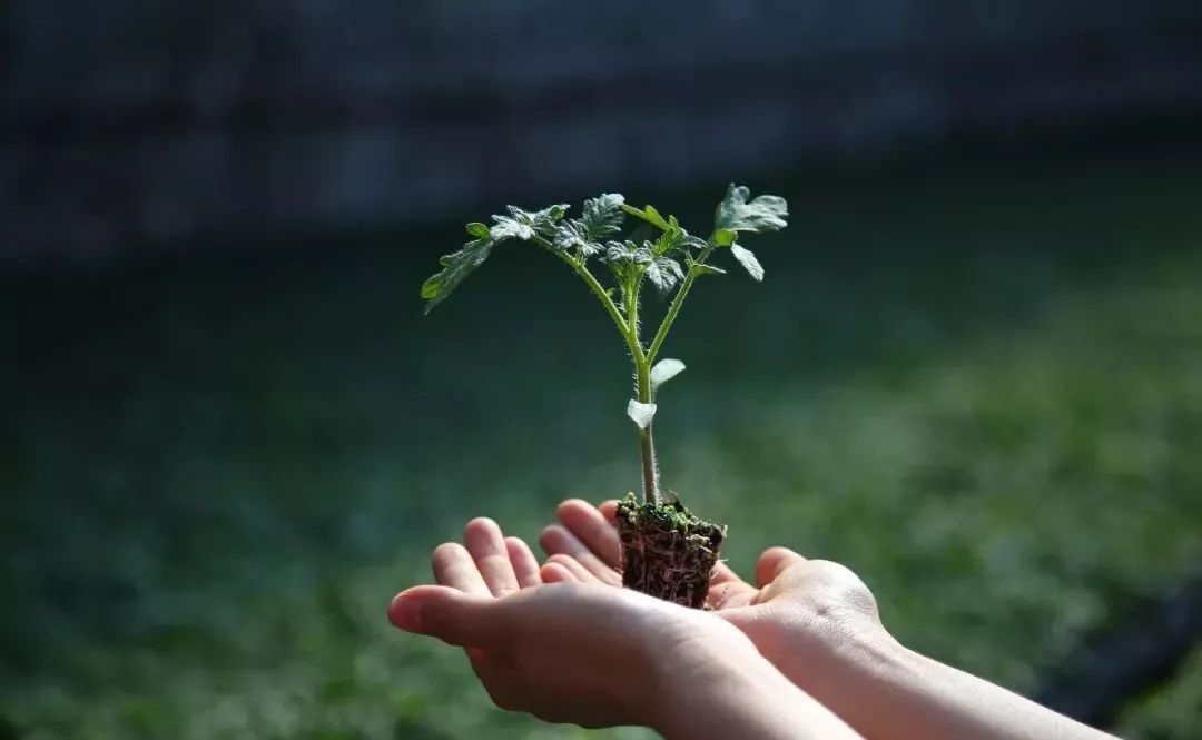 北京潼玉華碩農(nóng)產(chǎn)品產(chǎn)銷專業(yè)合作社標(biāo)準(zhǔn)化種植 助力綠色產(chǎn)業(yè)發(fā)展