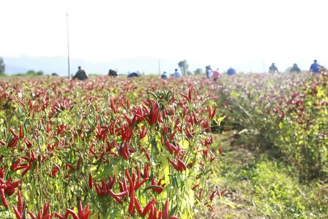 平谷“小辣椒”跑出鄉(xiāng)村振興“加速度”