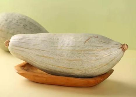 栗味南瓜惹人愛(ài) 春季育苗需注意