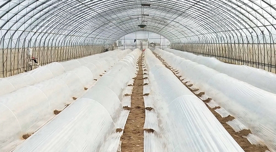 春季番茄定植關(guān)鍵期如何做