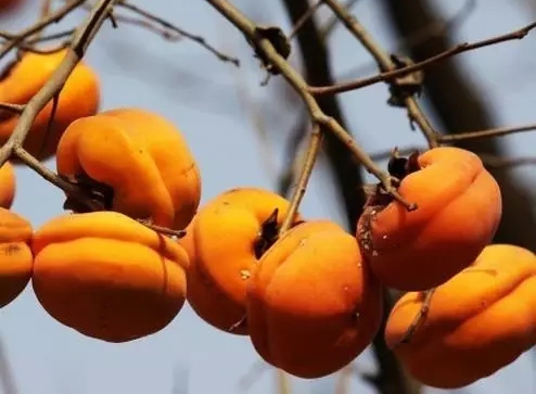 北京房山張坊磨盤柿“進(jìn)貢”600年 脆甜綿軟皆動(dòng)人