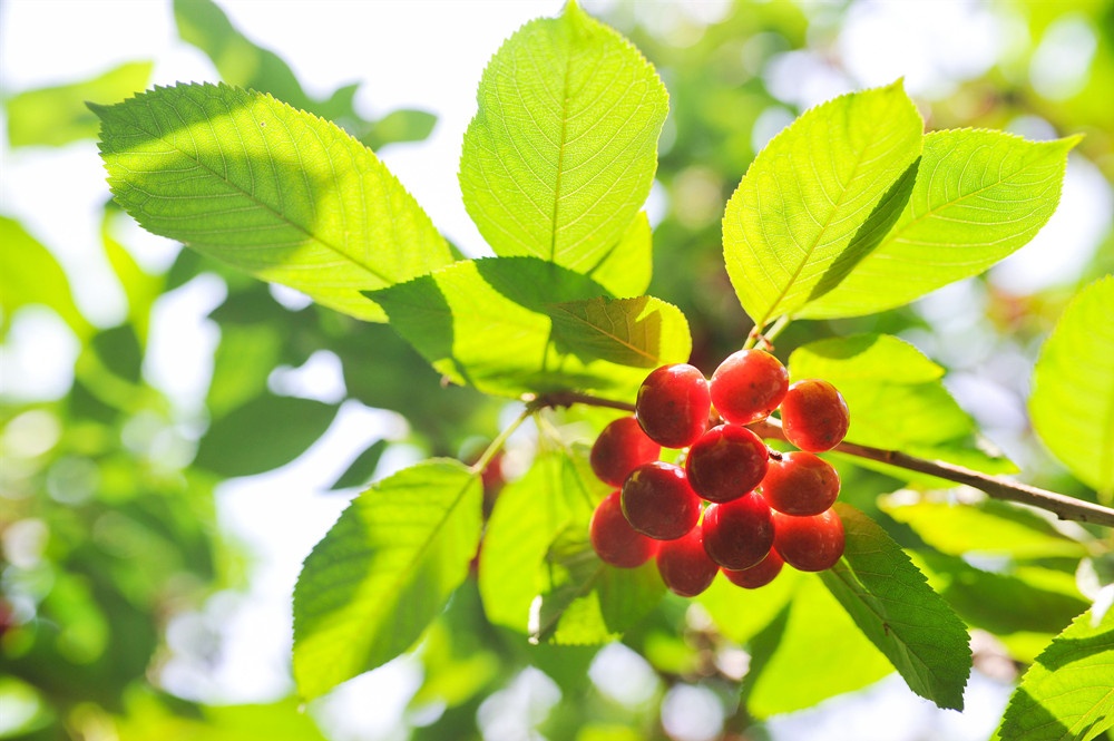 2022年北京農(nóng)田觀光季啟動(dòng) 