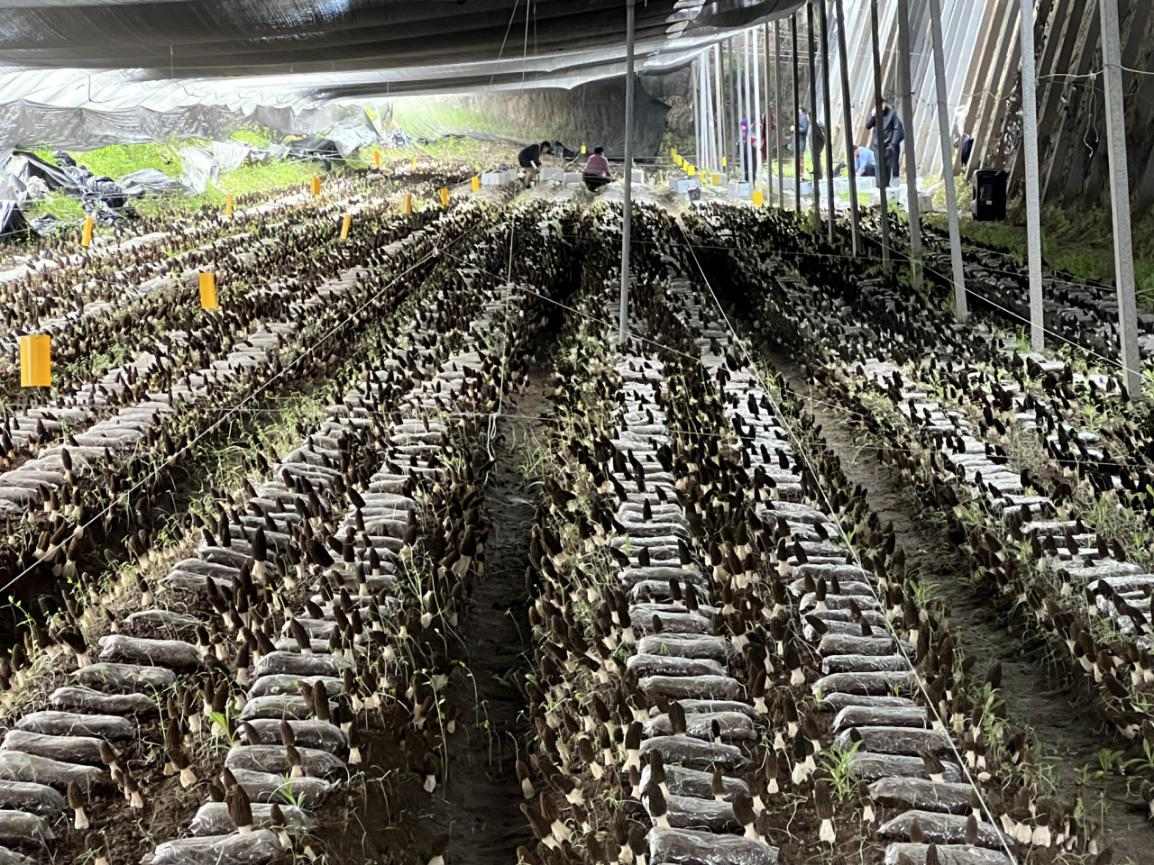 北京羊肚菌畝產(chǎn)千斤技術(shù)攻關(guān)取得進(jìn)展