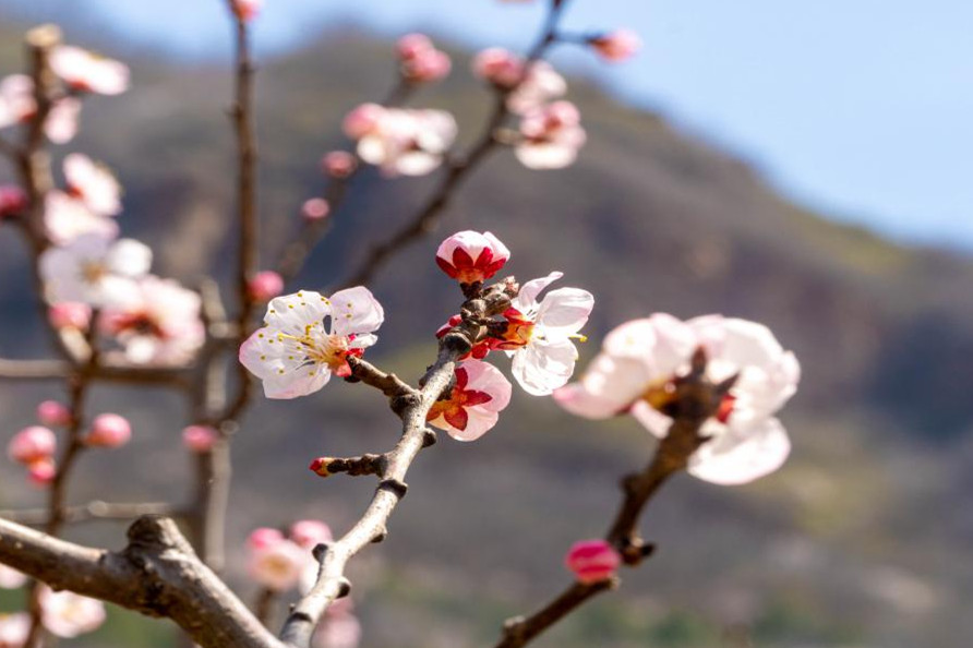 北京平谷萬畝杏花盛放 特產(chǎn)果品北寨紅杏6月進(jìn)入盛果期