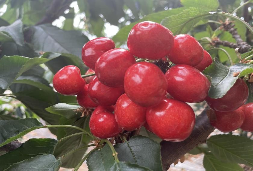 北京平谷大棚櫻桃進(jìn)入采摘季