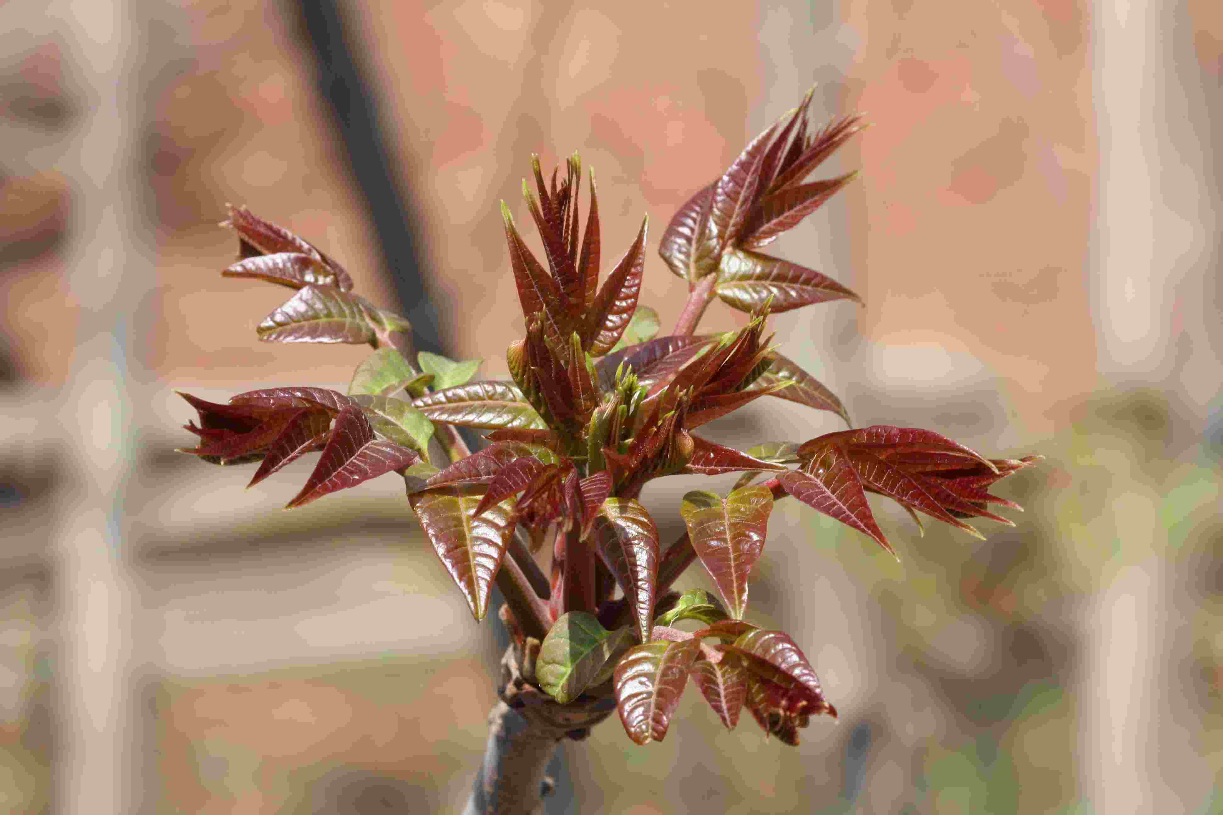 北京上方山香椿采摘上市 打開春天的味蕾