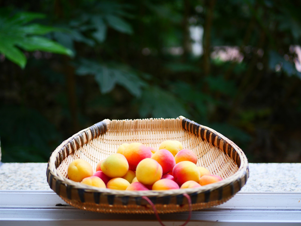 北京市海淀區(qū)千畝“玉巴達(dá)杏花”盛開 盡顯地標(biāo)農(nóng)產(chǎn)品魅力