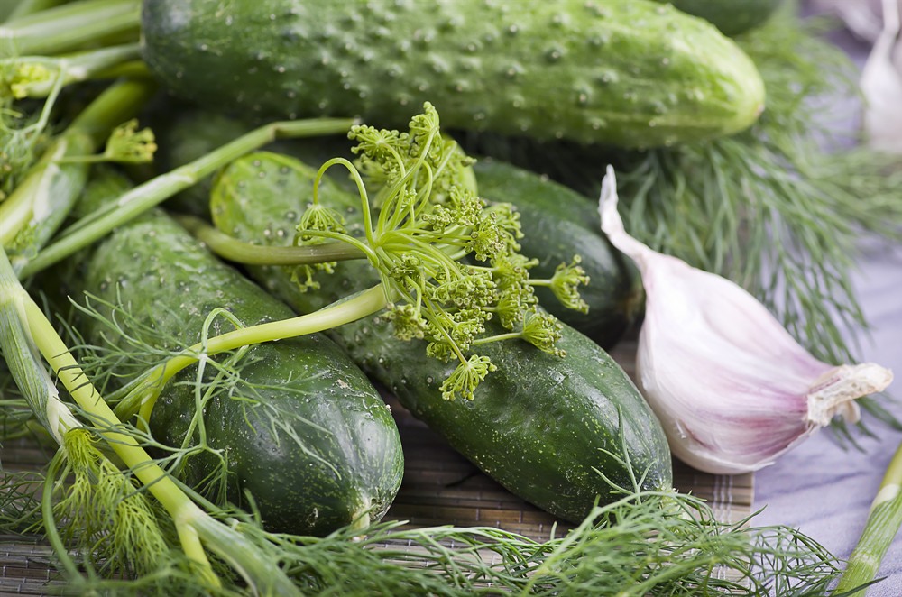 如何做好春季黃瓜管理工作