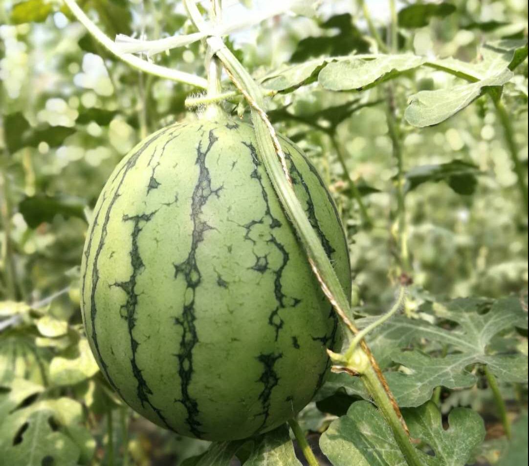 西瓜進(jìn)入結(jié)果期  綠色減肥省錢環(huán)保長(zhǎng)得好