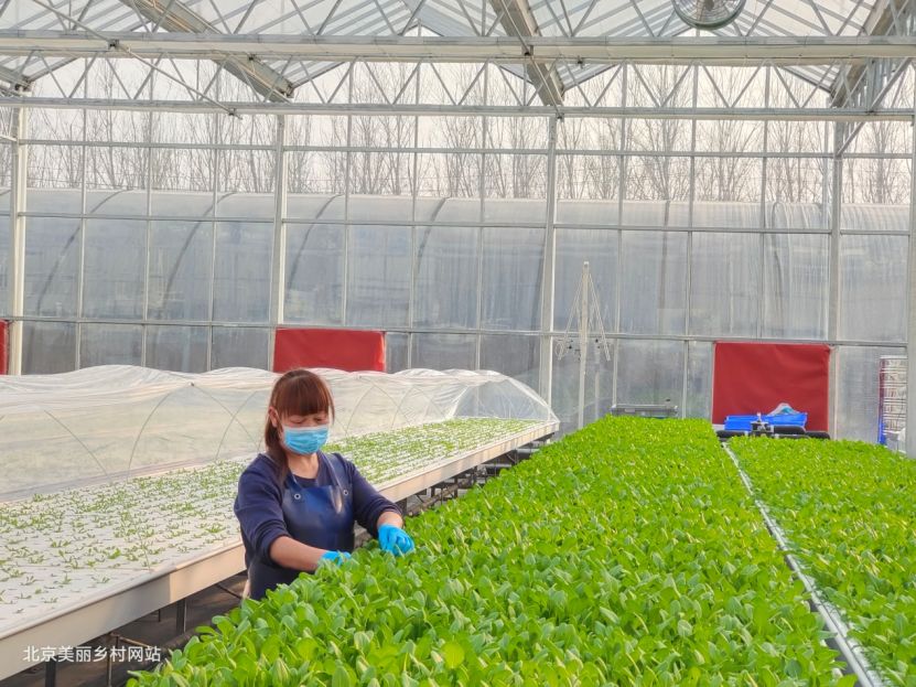 北京市農(nóng)業(yè)農(nóng)村局“八項(xiàng)舉措”保障冬奧農(nóng)產(chǎn)品安全鏈