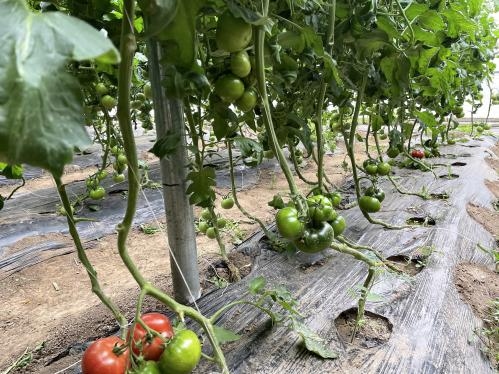 疫情防控關(guān)鍵期  設(shè)施蔬菜保供這樣做