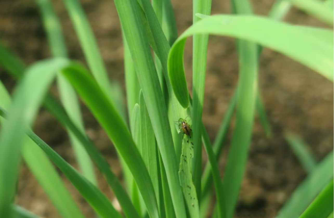 韭菜地下蛀蟲(chóng)——蔥黃寡毛跳甲
