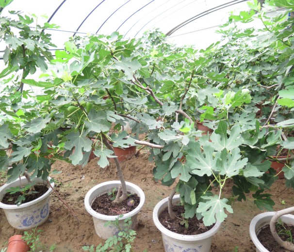 無(wú)花果盆栽技術(shù) 點(diǎn)亮家庭園藝