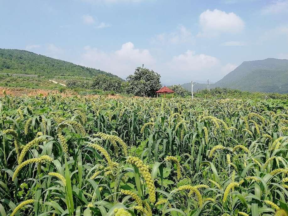 京郊春谷備播關(guān)鍵期 專家給出最佳施肥配方