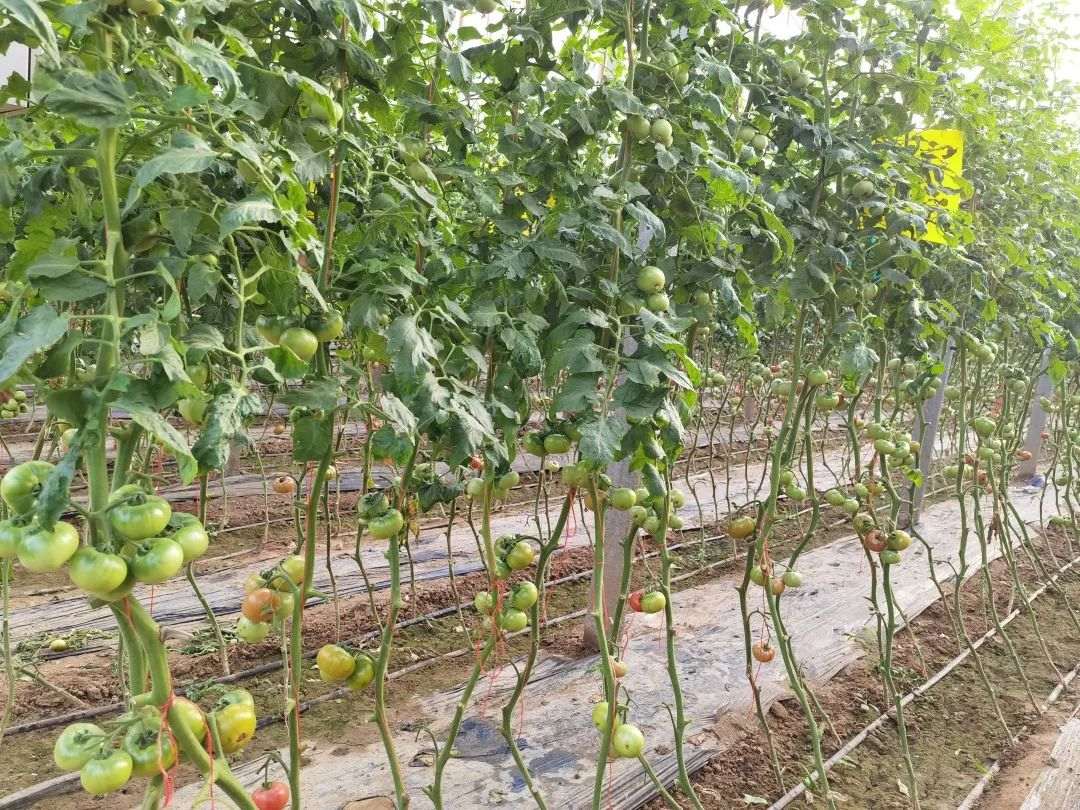 北京大興區(qū)農(nóng)業(yè)農(nóng)村局多措并舉保障轄區(qū)蔬菜供應(yīng)