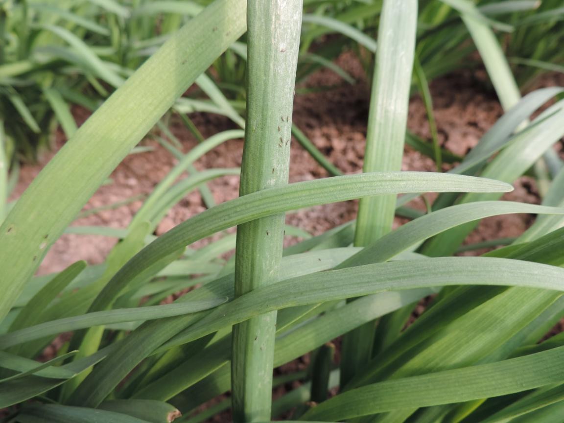 韭菜養(yǎng)根期 薊馬防治勿大意