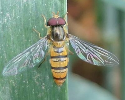 保護(hù) “麥田衛(wèi)士”人人有責(zé)