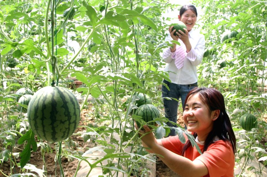 循著地標(biāo)品京郊 大興西瓜甜了