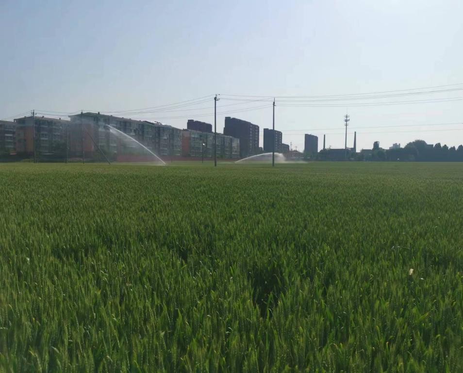 小麥灌漿期遇干熱風(fēng)及高溫逼熟 該如何有效應(yīng)對(duì)