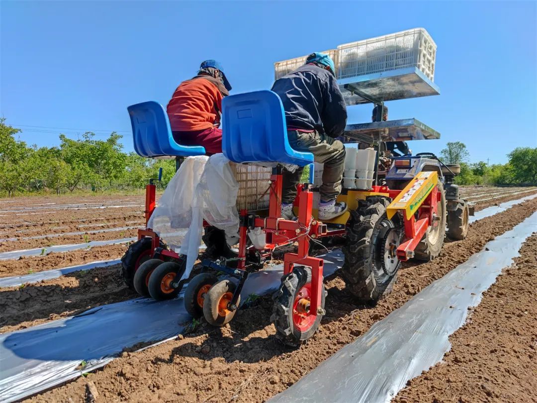 北京平谷：辣椒栽種正當(dāng)時 唱響鄉(xiāng)村振興“椒”響曲