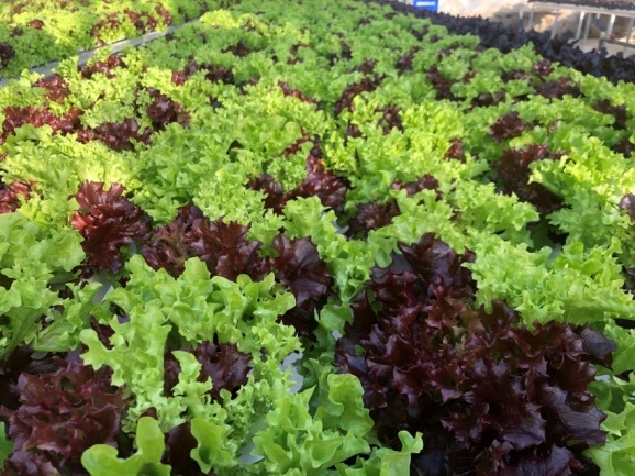 高溫“烤”驗(yàn) 如何管理生產(chǎn)水培葉菜