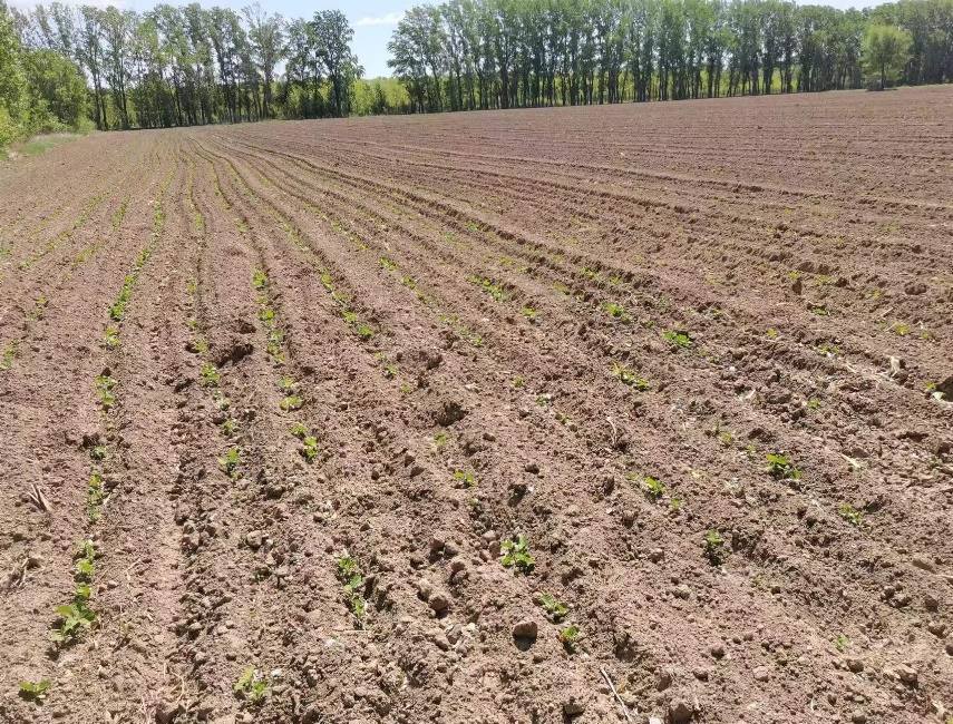加快大豆播種進(jìn)度 抓好苗期田間管理