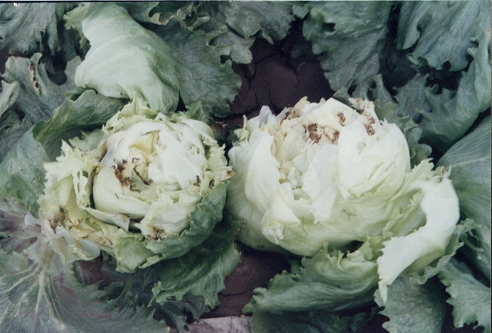 持續(xù)高溫 預(yù)防結(jié)球生菜“干燒心”