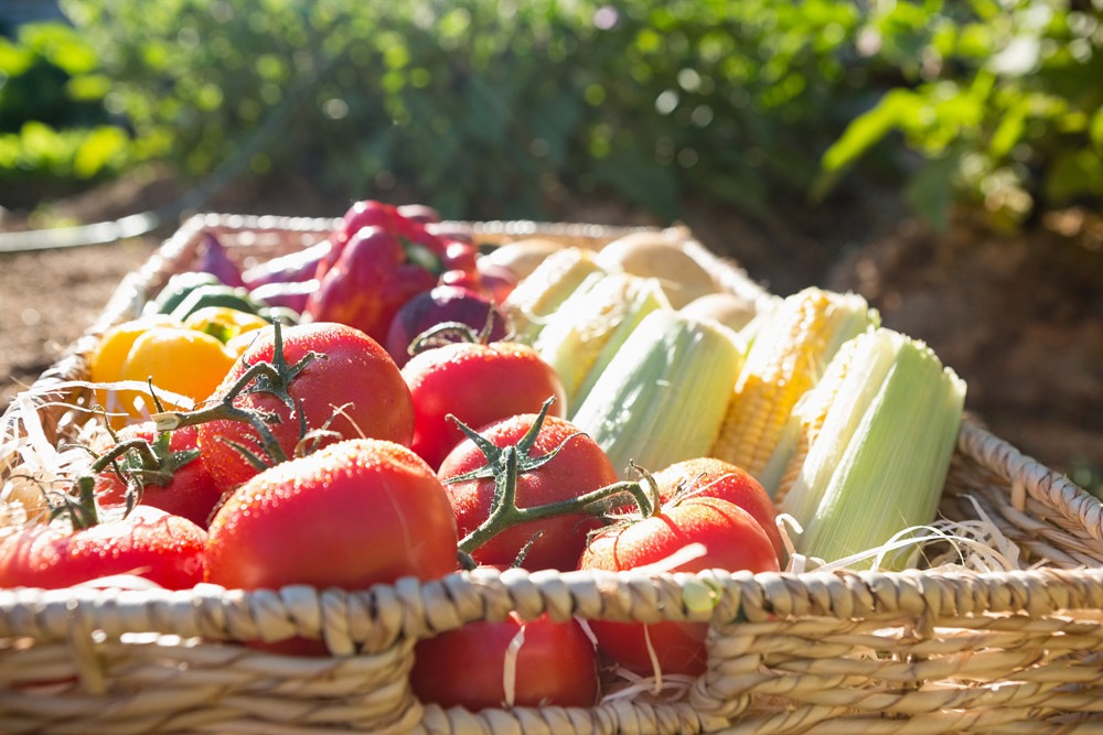 北京順義：新鮮蔬菜日均上市量達(dá)千噸 穩(wěn)定供應(yīng)首都“菜籃子”