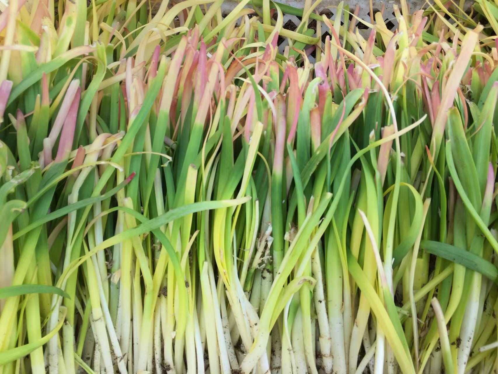 綠色防控為瀛海五色韭產(chǎn)業(yè)發(fā)展護(hù)航