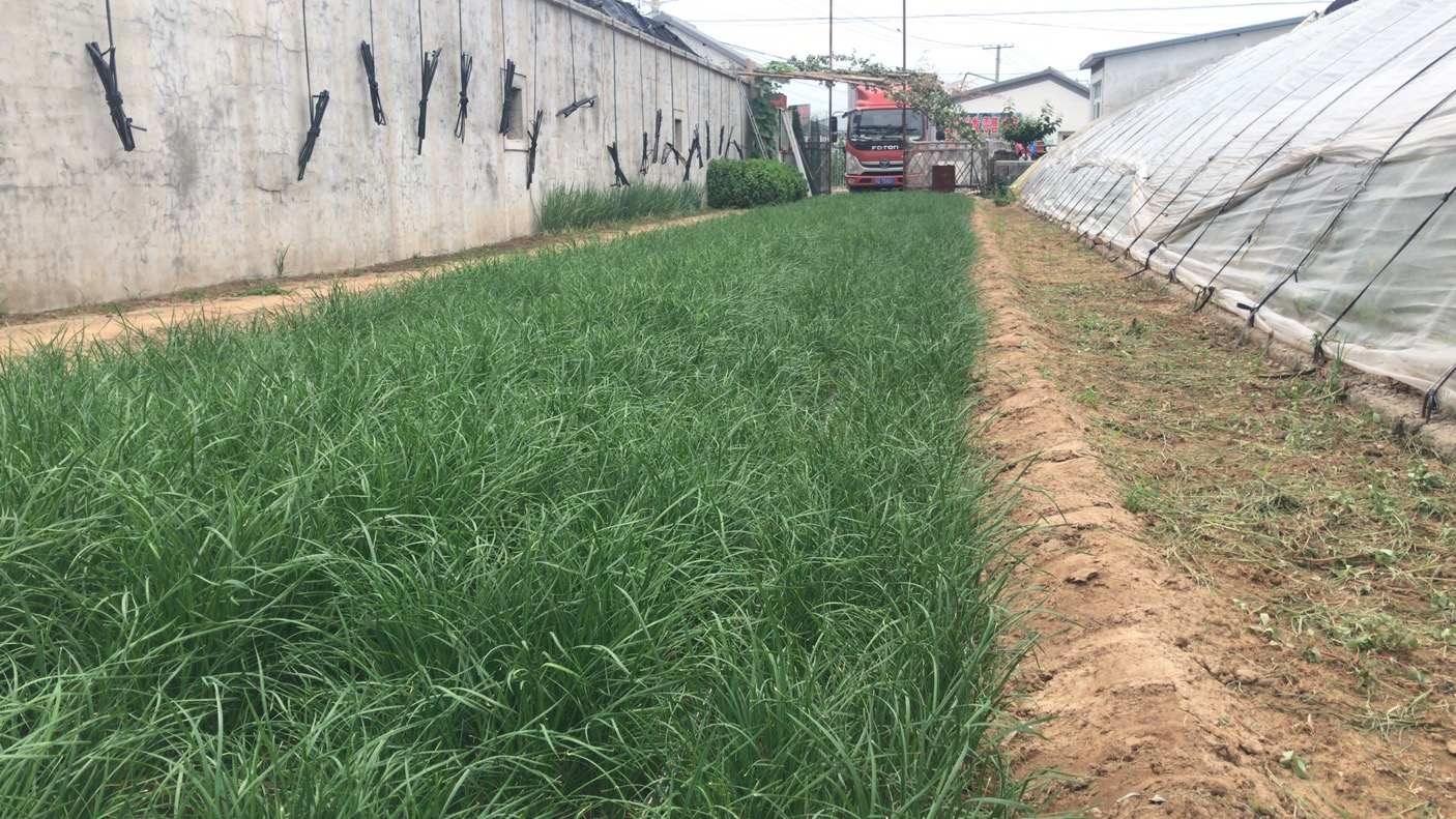 夏收韭菜易腐爛 如何保存