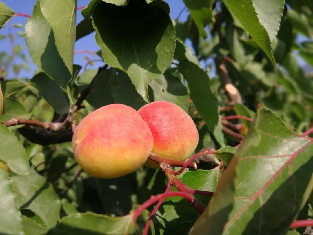 踏著節(jié)氣探尋京郊之美——仲夏至 農(nóng)事忙