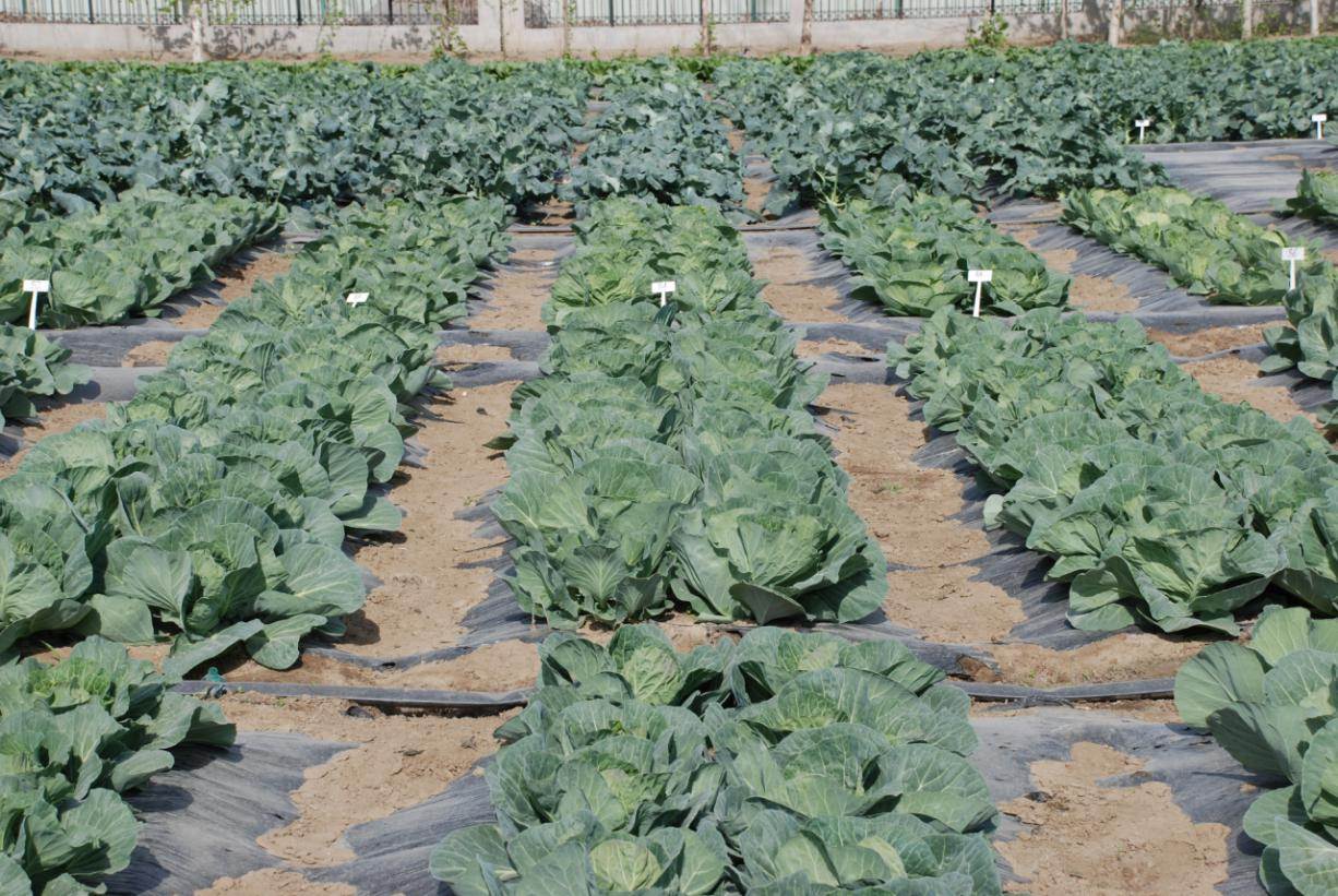 夏季雜草易成災(zāi) 還需綜合防治