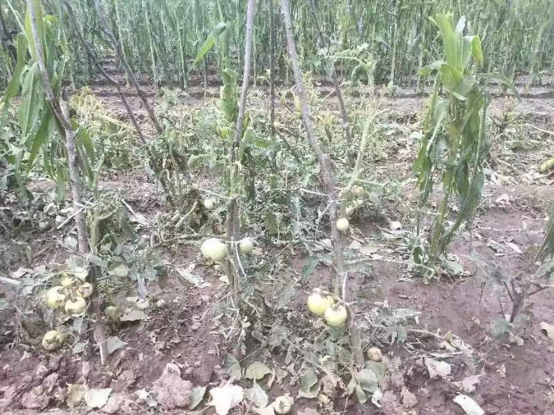 風(fēng)雹、暴雨災(zāi)后 如何開展災(zāi)后蔬菜生產(chǎn)恢復(fù)