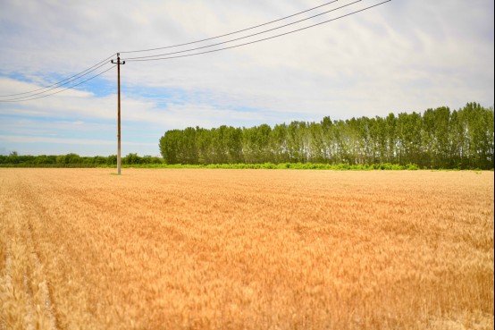 北京大興：“三夏”麥?zhǔn)彰?禮賢鎮(zhèn)“流金”大地豐收在望