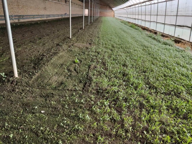 大棚小葉菜防草難 一個小妙招 省事又有效