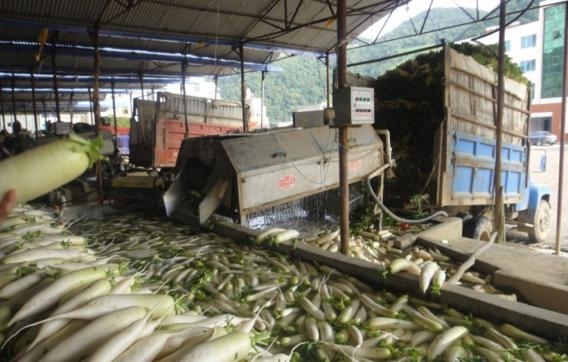 暴雨洪澇后  蔬菜減損這樣做