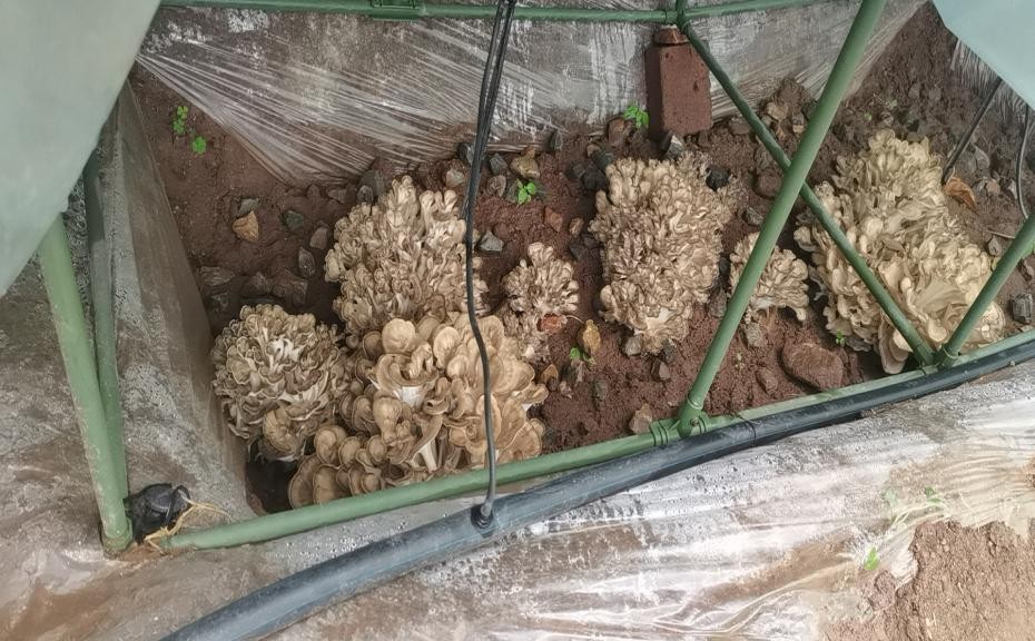 高溫期食用菌生產(chǎn)如何應(yīng)對