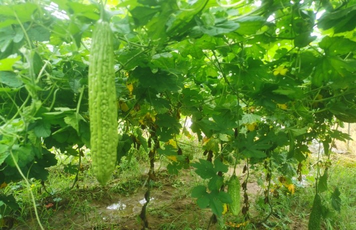 夏收苦瓜采后管理要點