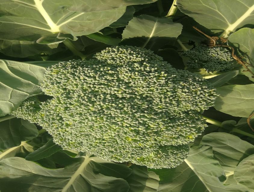 盛夏來臨 西蘭花這樣采收保質(zhì)保量