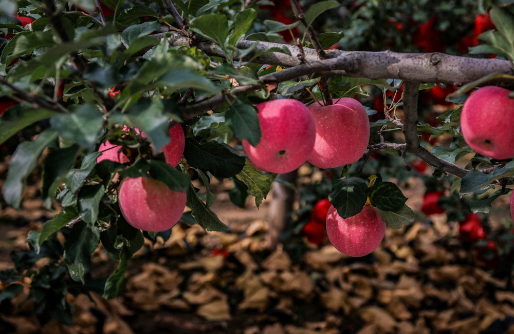 北京市農(nóng)業(yè)農(nóng)村局助力農(nóng)產(chǎn)品銷(xiāo)售 打通上行通道 