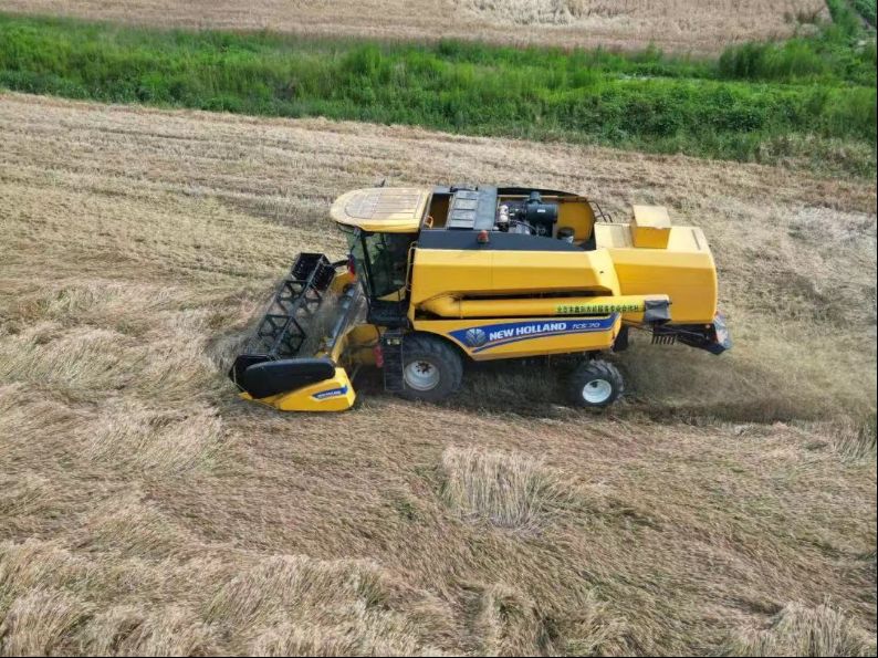 喜看麥田千重浪 顆顆麥粒正歸倉(cāng)