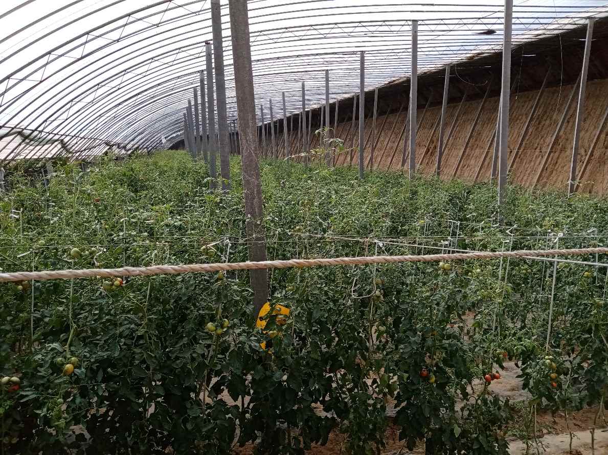 夏季高溫 設(shè)施春茬番茄如何管理