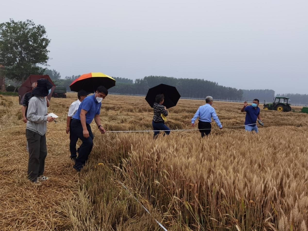 房山區(qū)冬小麥2022年又創(chuàng)北京單產(chǎn)新紀(jì)錄