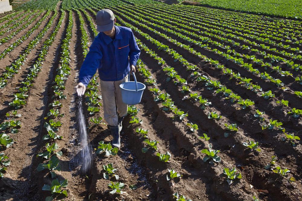 北京市順義區(qū)大力推廣應(yīng)用有機(jī)肥替代化肥