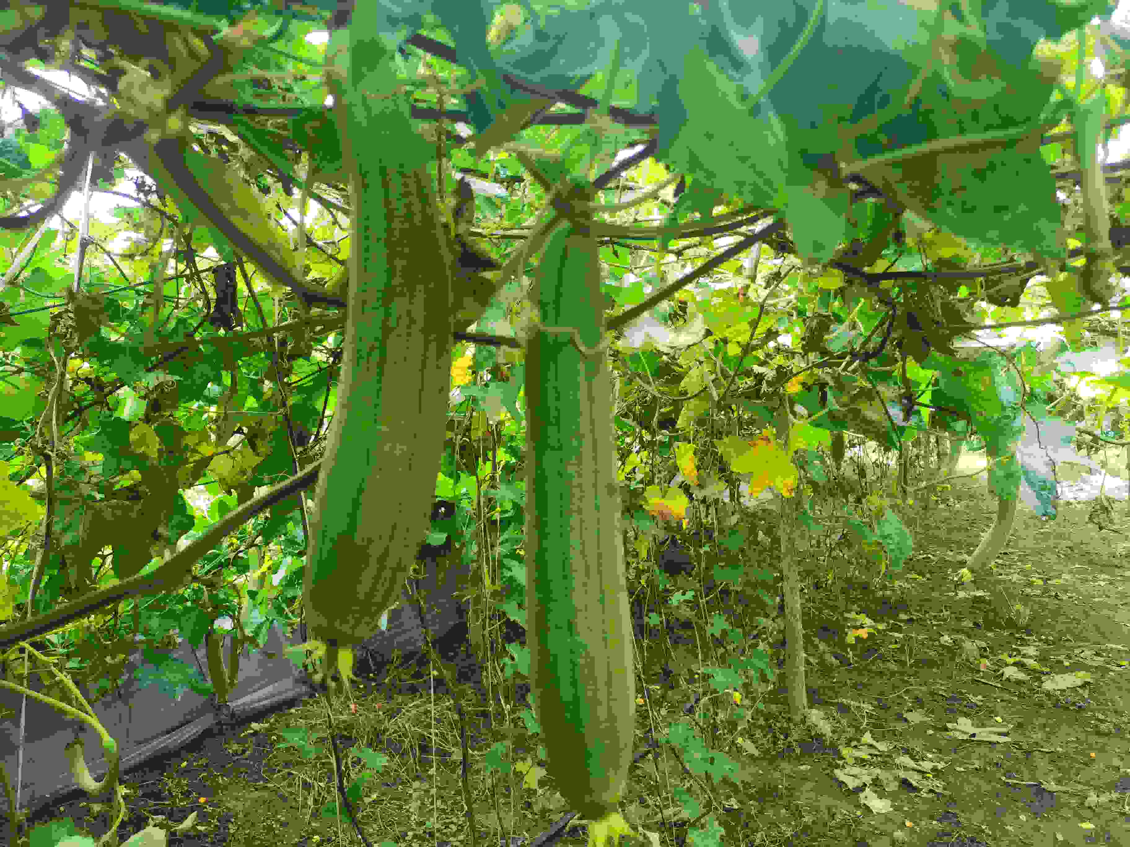 農(nóng)業(yè)專家支招 夏收絲瓜巧管理 