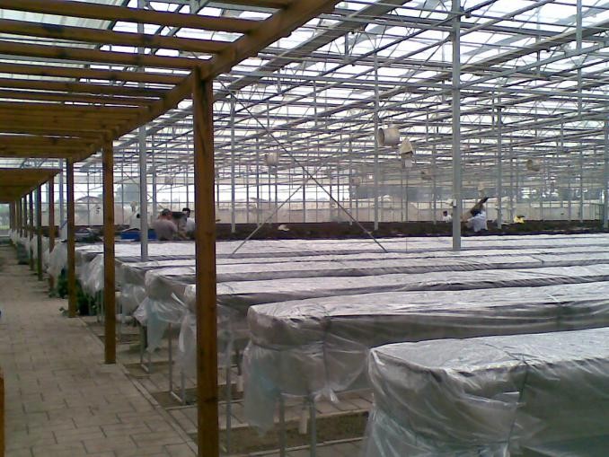 草莓結(jié)束本茬生產(chǎn)之后 如何做好土壤（基層）消毒工作