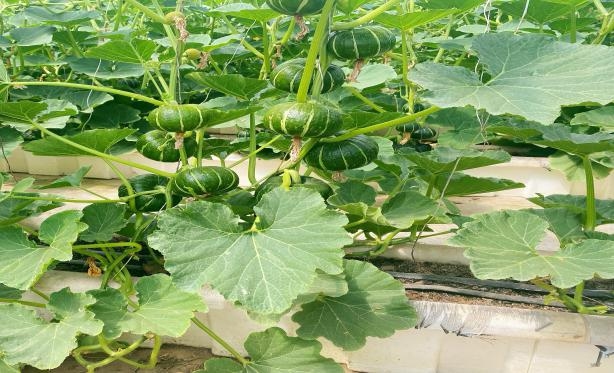 京郊無(wú)土栽培貝貝南瓜試種成功