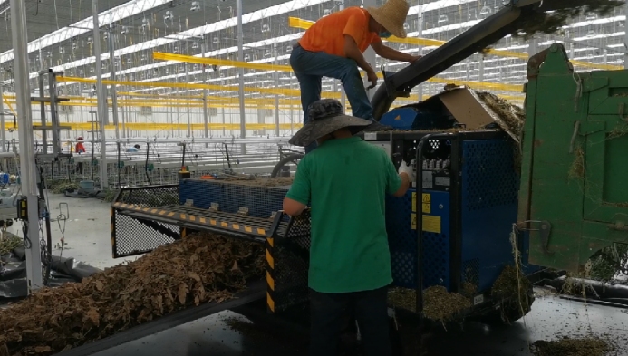 智能溫室番茄生產(chǎn)后 如何進(jìn)行溫室清理及消毒